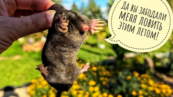 Докопалась до крота, нашла яйцо, набрала грибов, угостила сову умом. Когда я всё успеваю? Никогда!