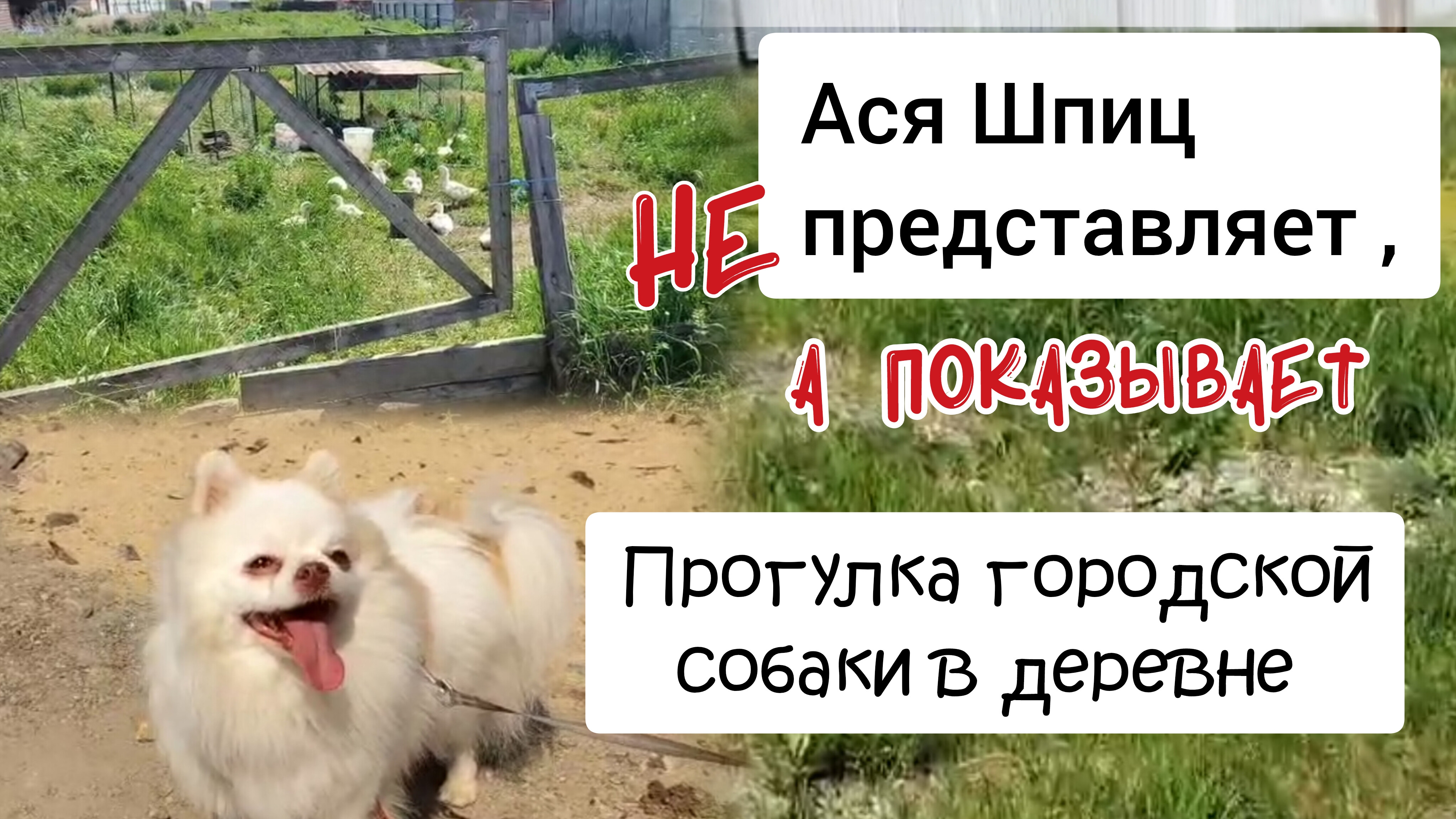 Собачья жизнь. Уральский Париж смотреть онлайн