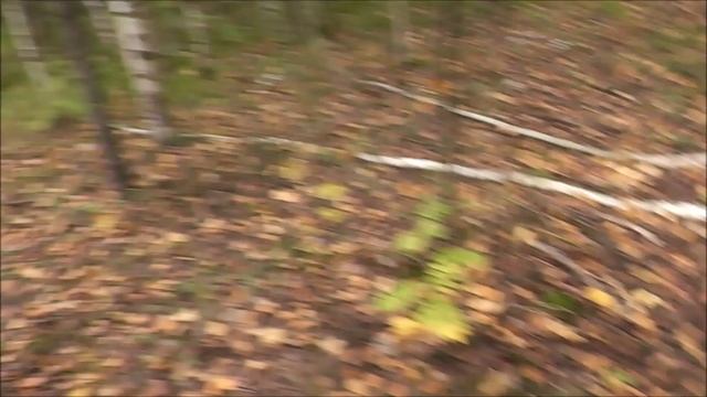 РЫБОЛОВ ИВАНОВИЧ . КТО КУДА , А Я ЗА БЕЛЫМИ ГРИБАМИ. 2 Я ЧАСТЬ.