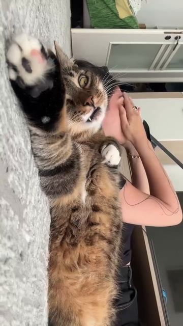 Когда решила высказывать все свои переливания коту