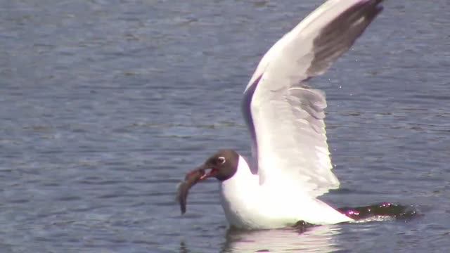 Чайка поймала большую рыбу / Богатый улов смотреть онлайн