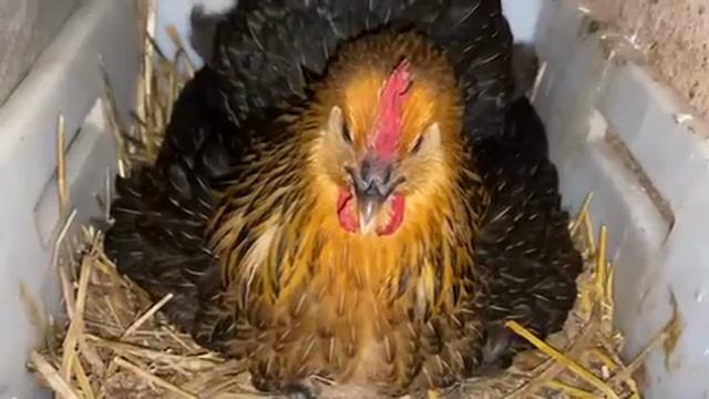 🐔🐓🐓🐓 смотреть онлайн