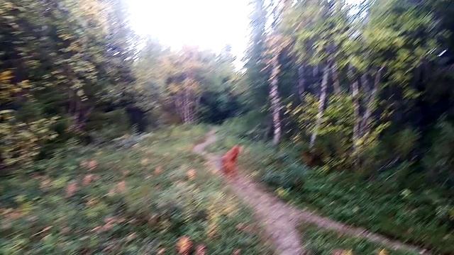 Осенний лес на Севере смотреть онлайн
