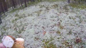 Грибы не перестают удивлять!!!