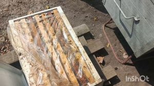 Обработка эндовиразой.