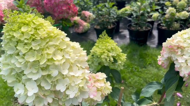 ВИДЕО УРОК по сортам МЕТЕЛЬЧАТЫХ ГОРТЕНЗИЙ смотреть онлайн