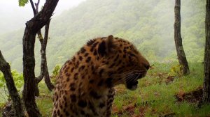 Дальневосточный леопард на летней прогулке (2)