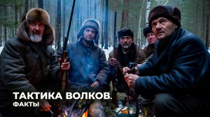 Тактика волков: как стаи охотятся и выживают | Факты
