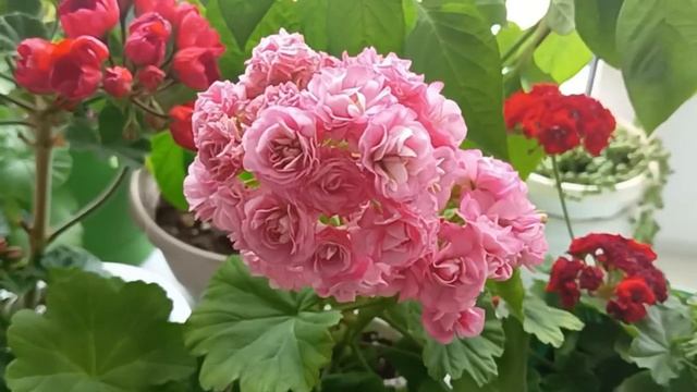 Наращивание цветоносов на Пеларгонии смотреть онлайн