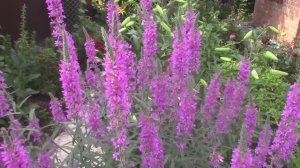 Выращивание дербенника иволистного от посева до цветения.