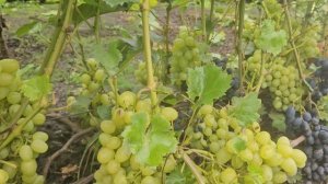 Виноград в Сибири. Виноградник Валерия Зотова, краткий обзор. Инжир и  Маракуя