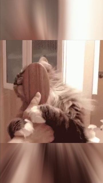 Кошка чешется смотреть онлайн