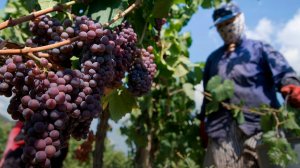 Жара и сезон сбор урожая винограда в Армении. Тепло и без осадков в Кыргызстане. Погода в СНГ