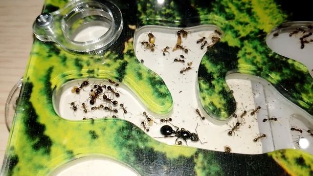 Заселение в формикарий Messor structor (степной муравей-жнец) 3 часть. смотреть онлайн