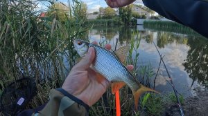 Рыбалка на ПОПЛАВОК рядом с ДОМОМ