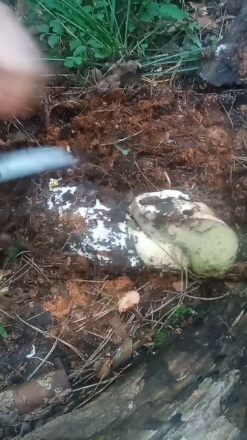 Белый гриб вырос прямо внутрь земли и был похож на мумию смотреть онлайн