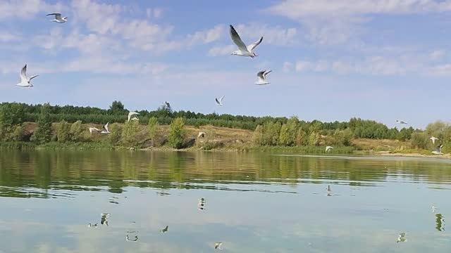 Отдых на Волге\\ Прогулка на лодке \\Рыбалка\\ Сбор рыжиков 1.09.2025 смотреть онлайн