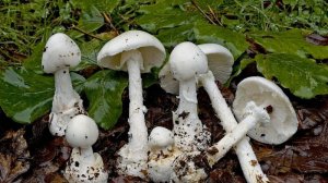 Несъедобные и ядовитые грибы. Часть 1.🍄🍄🍄