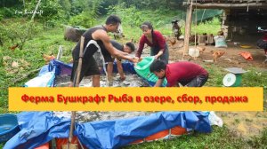 Ферма Бушкрафт в Пханге. Вьетнам.  Рыба в озере, сбор, продажа
