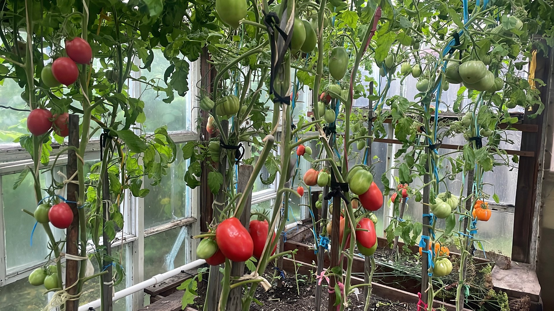 🏡 Огородно-тепличный Vlog. Убираю томаты с теплицы. Небольшой обзор. смотреть онлайн