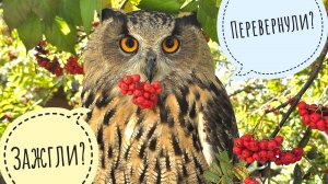 Сова Ёль зажигает костры рябин. А как ещё вы календарь перевернёте? И снова третье сентября!