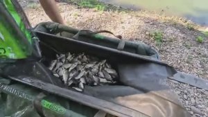 Стратегия ловить карася была победной, рыбалка на донку