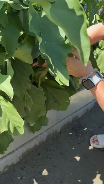 БАКЛАЖАН ФРЕГАТ-ЛИДЕР ПО УРОЖАЮ В 2025 ГОДУ смотреть онлайн