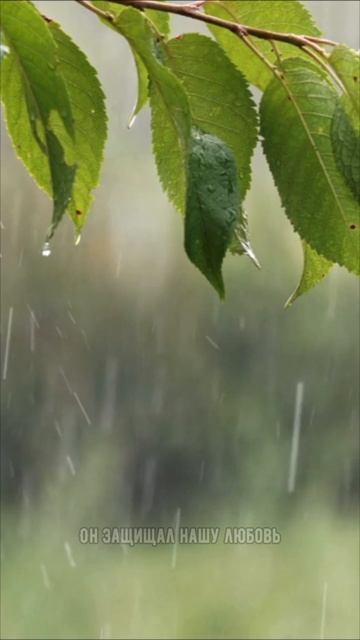 А вы любите дожди?