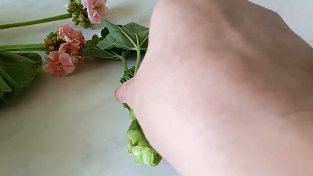 Сентябрь хорошее время для обрезки и укоренения черенков Пеларгонии Герани смотреть онлайн