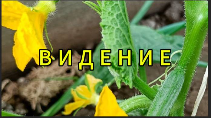Видение смотреть онлайн