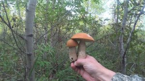 Грибы в сентябре 2025 год.