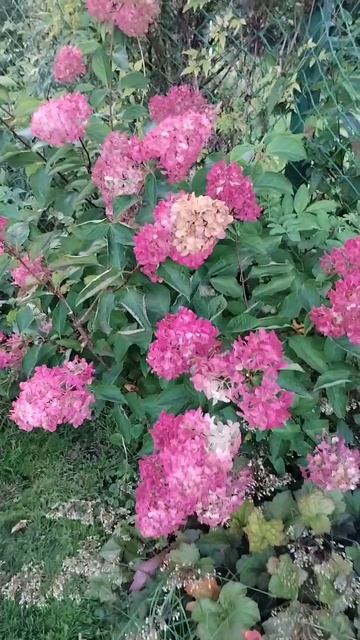 Сейчас рулят гортензии 31.08.2025 смотреть онлайн