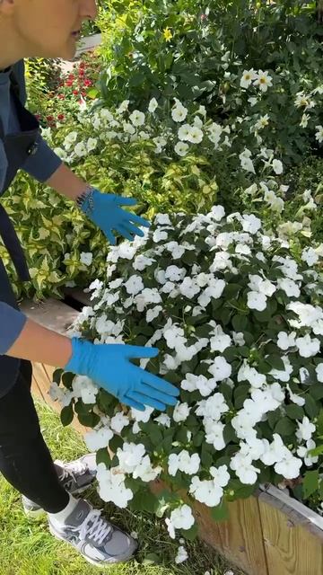 АМПЕЛЬНЫЕ БАЛЬЗАМИНЫ БИКОН F1 смотреть онлайн