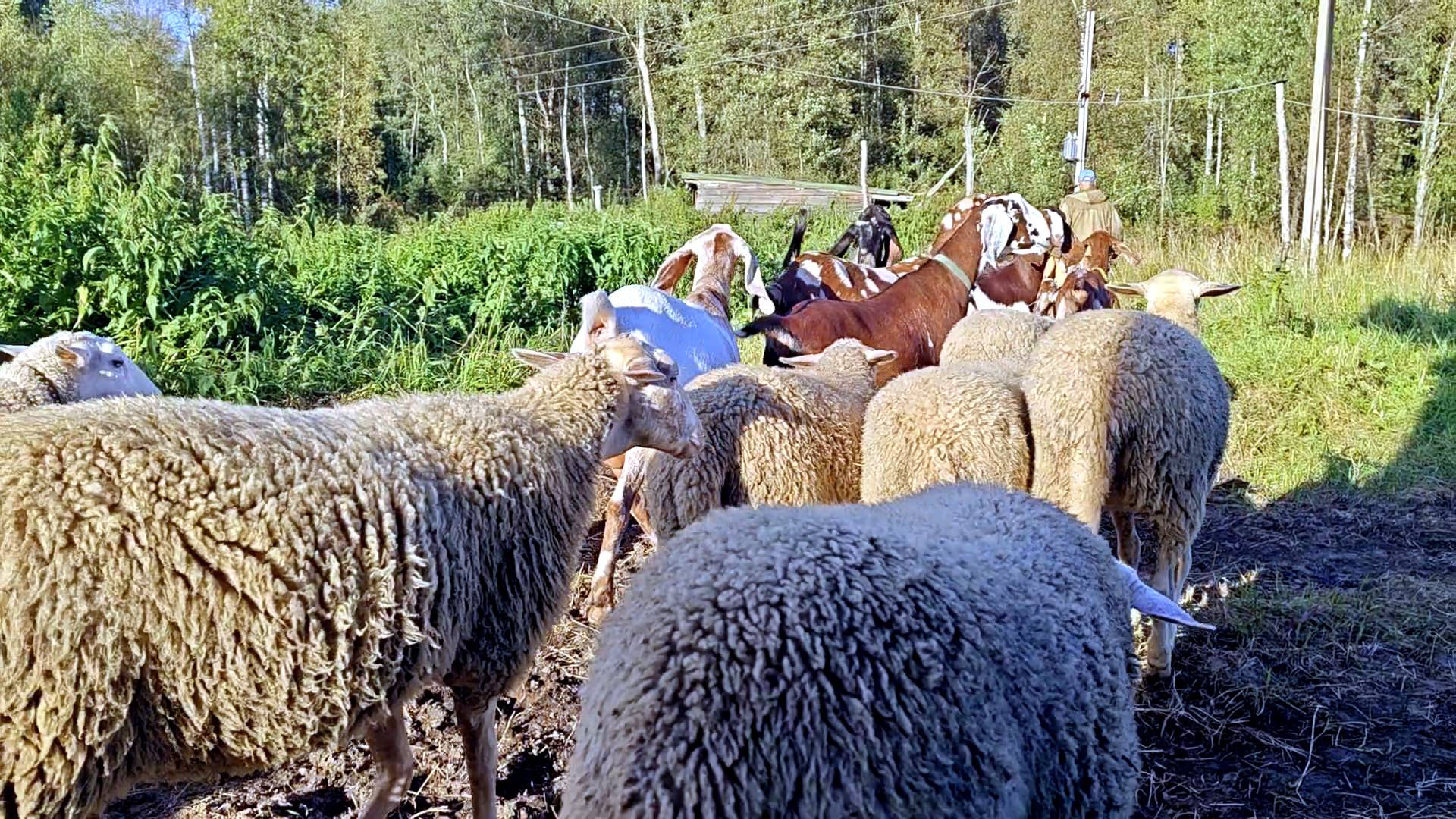 ДА УЖ ДОСОКРОЩАЛАСЬ!