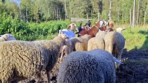 ДА УЖ ДОСОКРОЩАЛАСЬ!