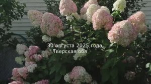 30 августа, что посадила в конце августа на грядки. #дача, #сад, #огород, #конец августа, #грядки