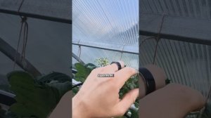 КАК УСКОРИТЬ СОЗРЕВАНИЕ ТОМАТОВ