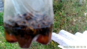 Осы не беспокоят пасеку просто и эффективно.