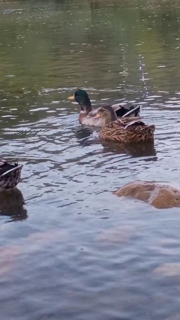 Это просто чудо!