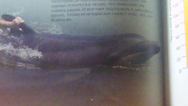 Интересная энциклопедия КИТЫ И ДЕЛЬФИНЫ. Очень интересный видос.