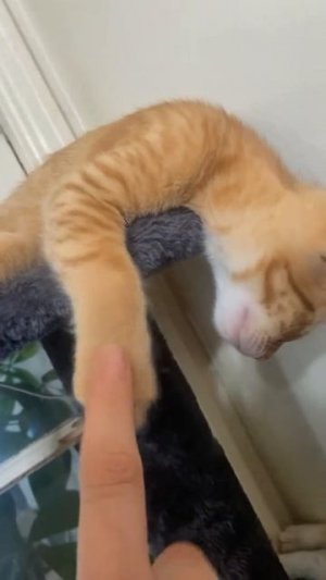 пушистые сони☺☺
подписывайтесь на перчик🌶🌶 тут всё для хорошего настроения☺☺☺