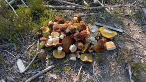 Сезон сбора гриба в Карелии