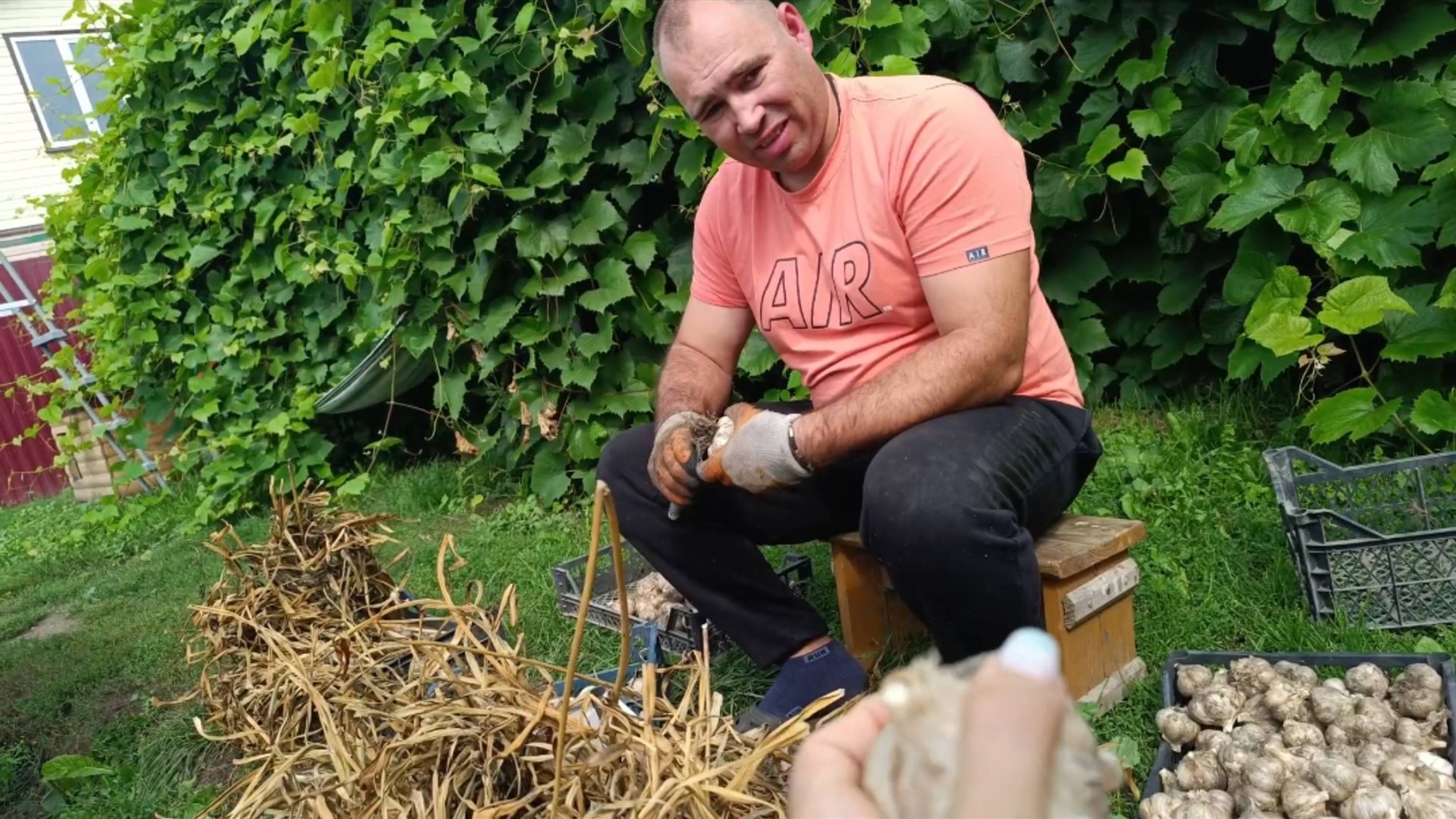 ЗАРАБОТАТЬ В ДЕРЕВНЕ/ОБРЕЗАЛИ МАЛИНУ/СОБРАЛИ ЯБЛОКИ/ЧЕСНОК НА ПРОДАЖУ смотреть онлайн