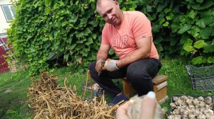 ЗАРАБОТАТЬ В ДЕРЕВНЕ/ОБРЕЗАЛИ МАЛИНУ/СОБРАЛИ ЯБЛОКИ/ЧЕСНОК НА ПРОДАЖУ