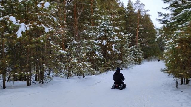 "Зимний лес околдован"