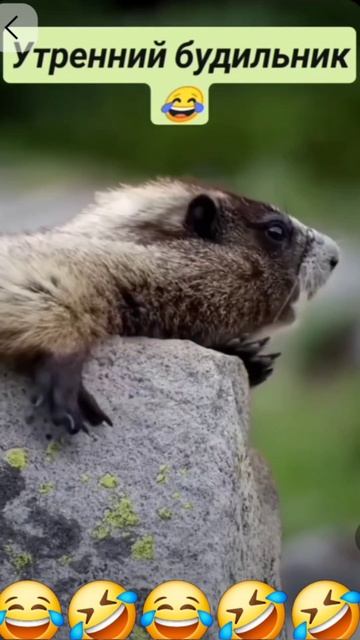 Юмор #юмор #смех #рек #лайк смотреть онлайн