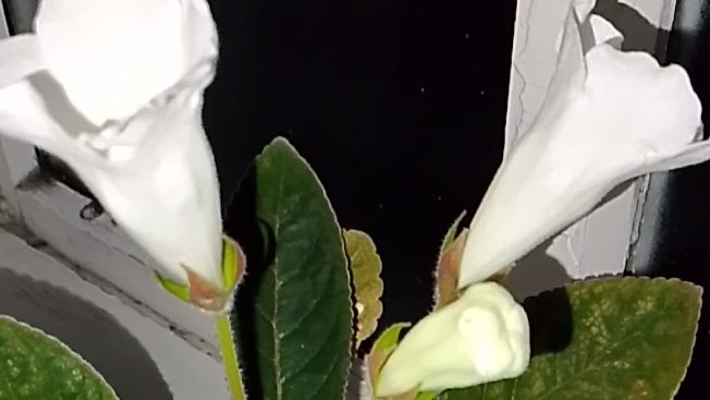 Мои случайные друзья! Оконные жители! Глоксинии. смотреть онлайн