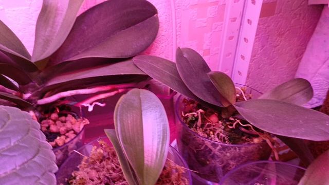 Шесть орхидей одновременно дали цветоносы ☺радость радостная!!! 😘🌺🌹 #орхидея #фаленопсис смотреть онлайн