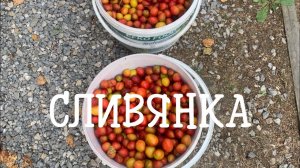 СЛИВЯНКА. Как я делаю сливовую наливку в домашних условиях #сливянка