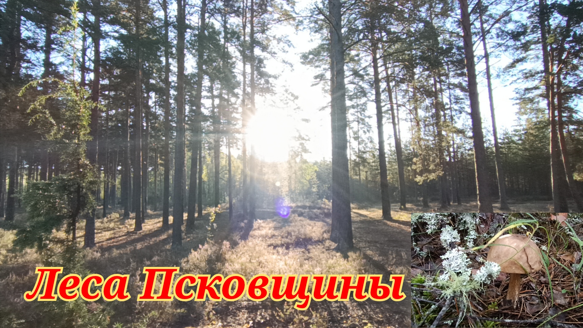 Пошли в лес,чего набрали смотреть онлайн